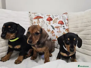 Dachshund dogs Cheeky little Dachshund boy puppies - Advert 1