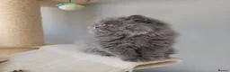 British Longhair cats for sale: ✨️Ready Now | FREE DELIVERY 🚗 - Advert 4