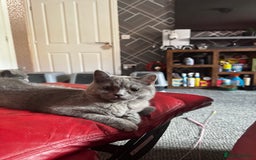 British Shorthair cats for sale: Gorgeous British Shorthair Kittens Chunky, Loving  - Image 28