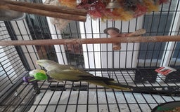 Ringnecks birds for sale: Green Indian ringneck parrot  - Image 8