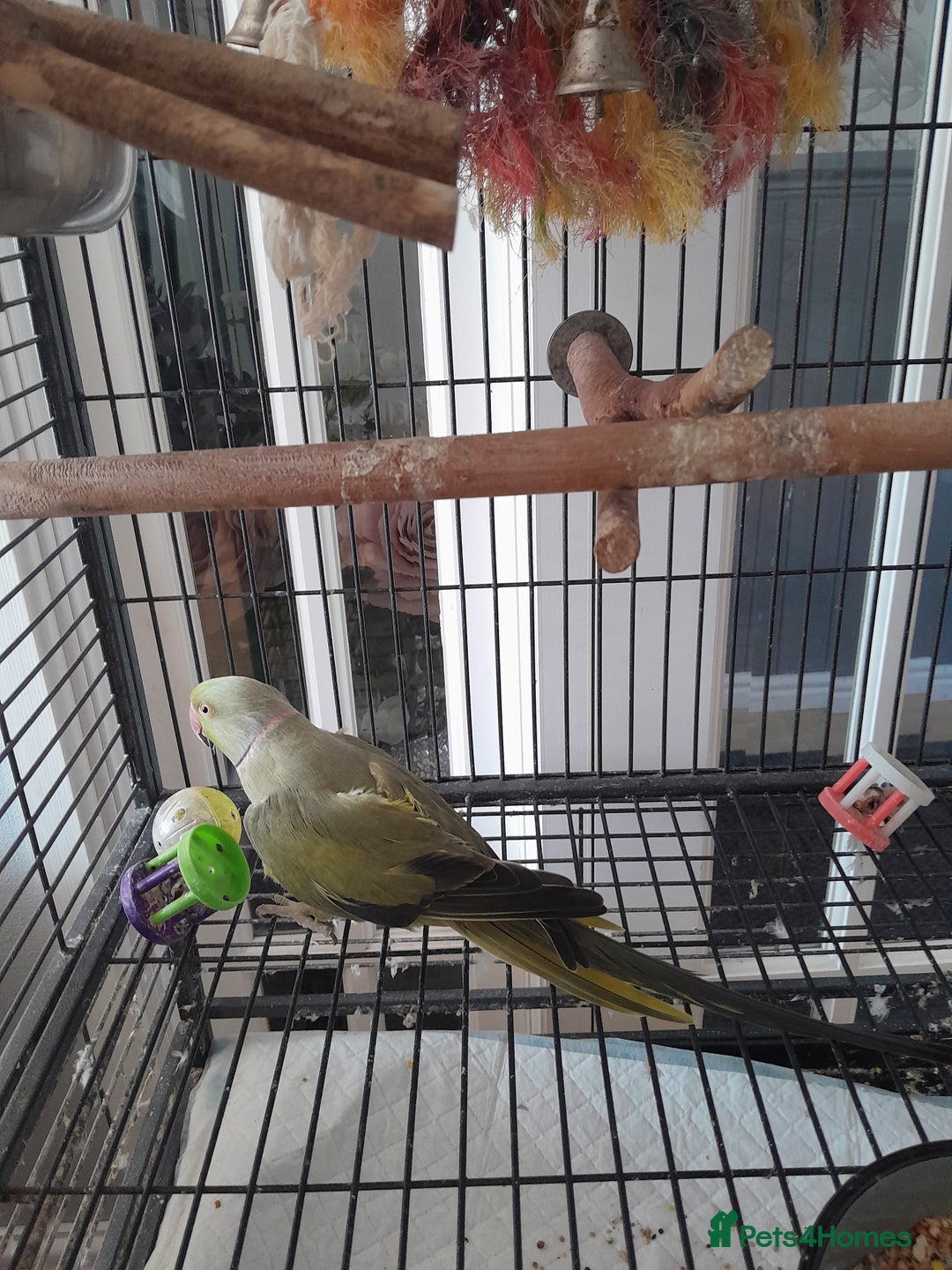 Ringnecks birds for sale: Green Indian ringneck parrot  - Image 8
