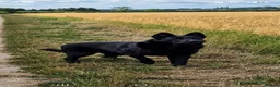 German Shepherd dogs for sale: DDR German Shepherds  - Advert 2