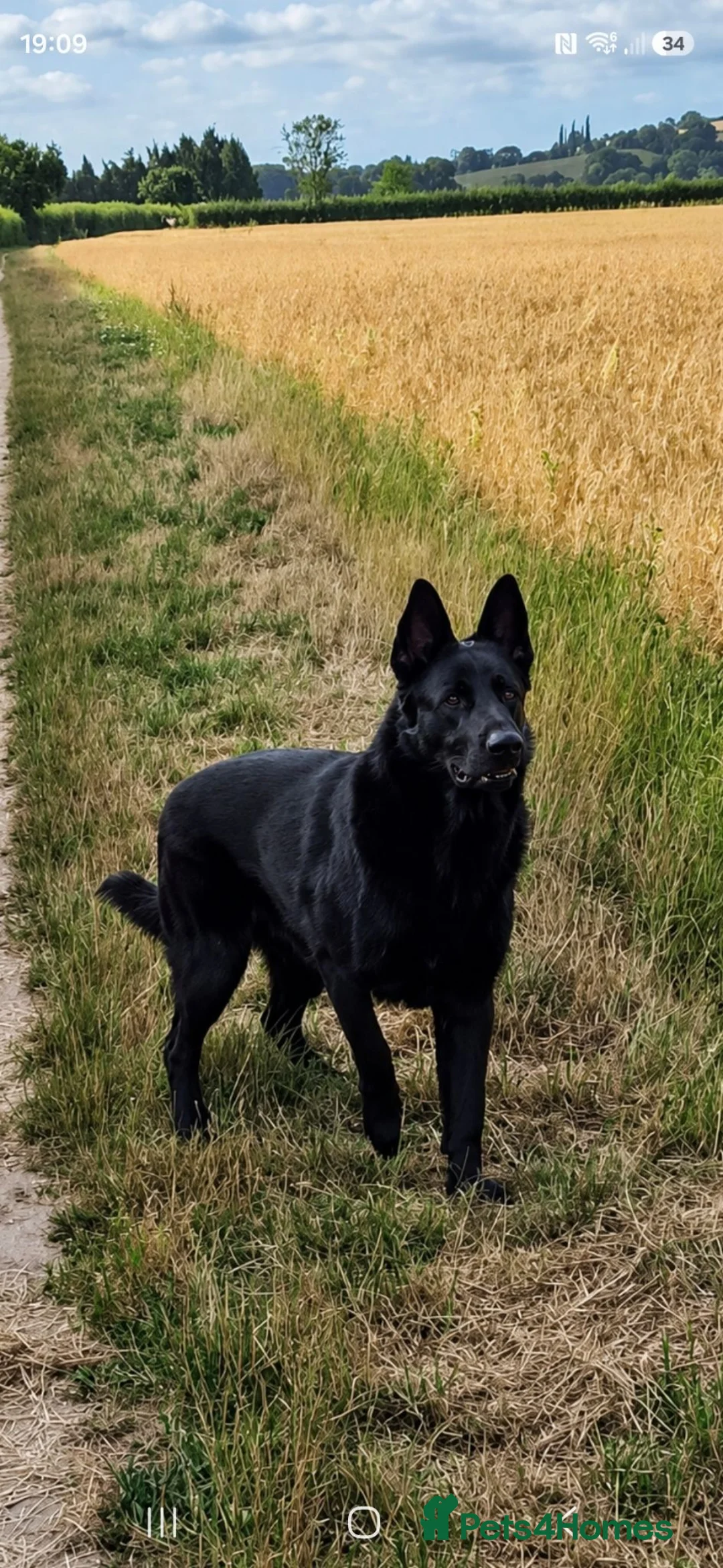 German Shepherd dogs for sale: DDR German Shepherds  - Advert 2