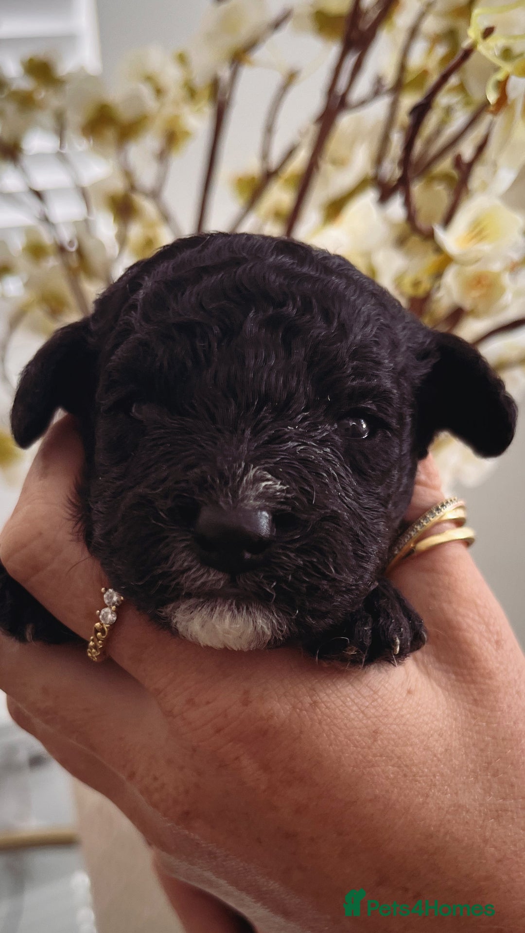 Sproodle dogs for sale: Sproodle puppies  - Image 33