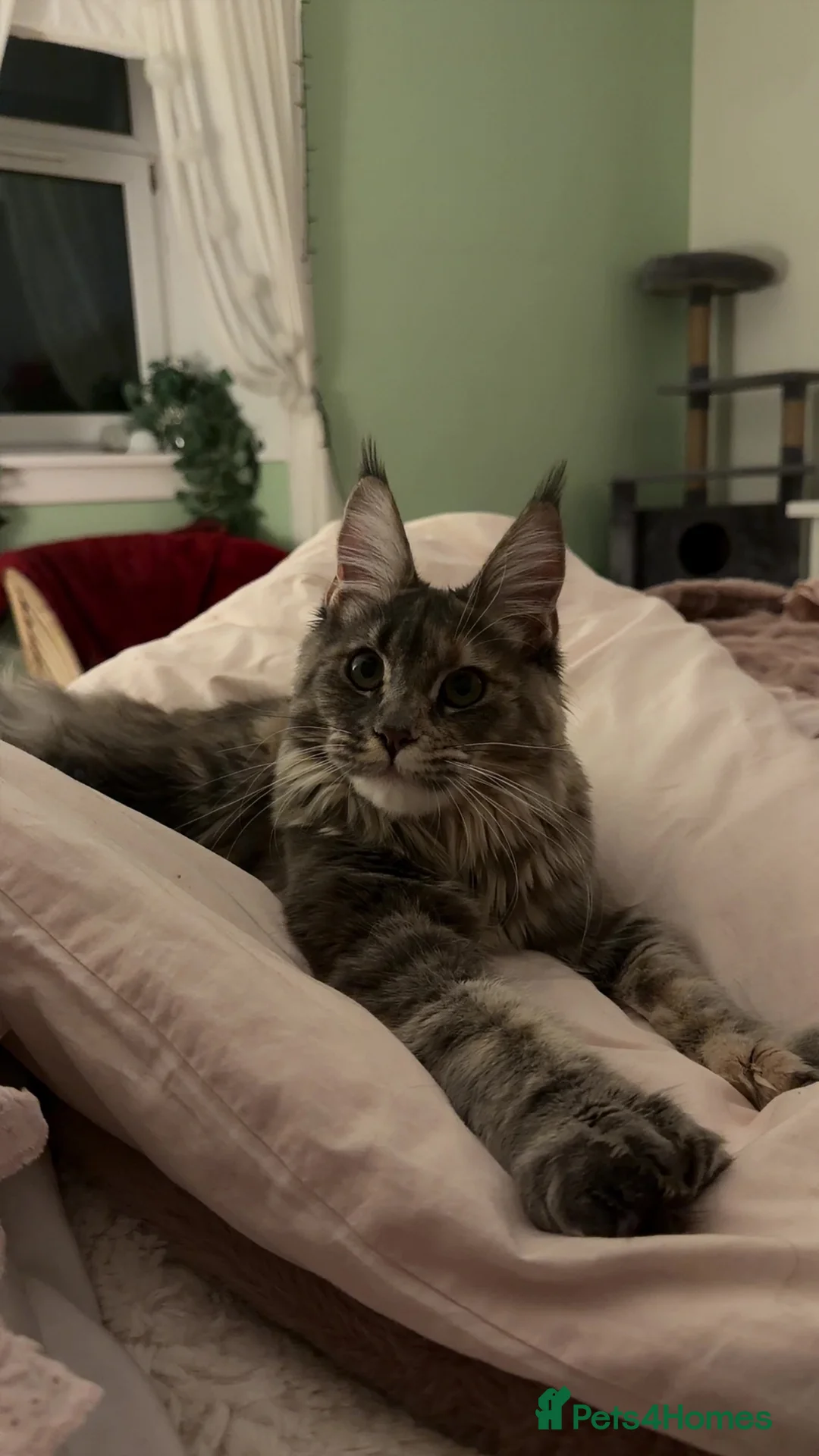 Maine Coon cats for sale: POLYDACTYL MAINE COON TICA ACTIVE - Advert 4