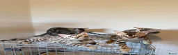 Bengal cats for sale: TICA, GCCF Champion Bloodline Bengal Kittens in London - Advert 4