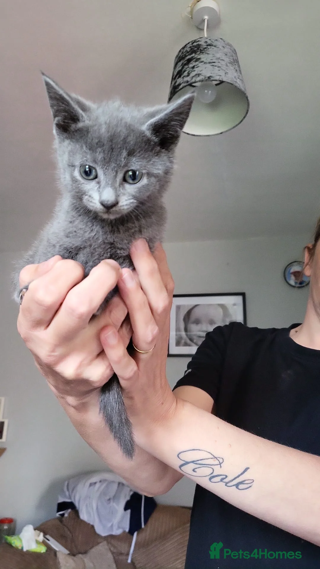 Russian Blue cats for sale: Russian blue Cross  in Rotherham - Advert 3
