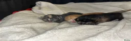 Mixed Breed cats for sale: 4 half Maine Coon kittens  - Advert 28