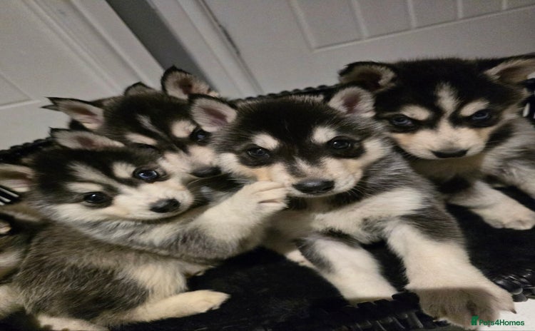 Pomsky dogs - Advert 1
