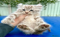 Savannah cats for sale: Super rare longhaired girl  - Advert 10
