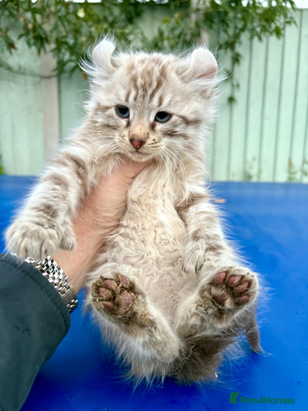 Savannah cats for sale: Super rare longhaired girl  - Advert 10
