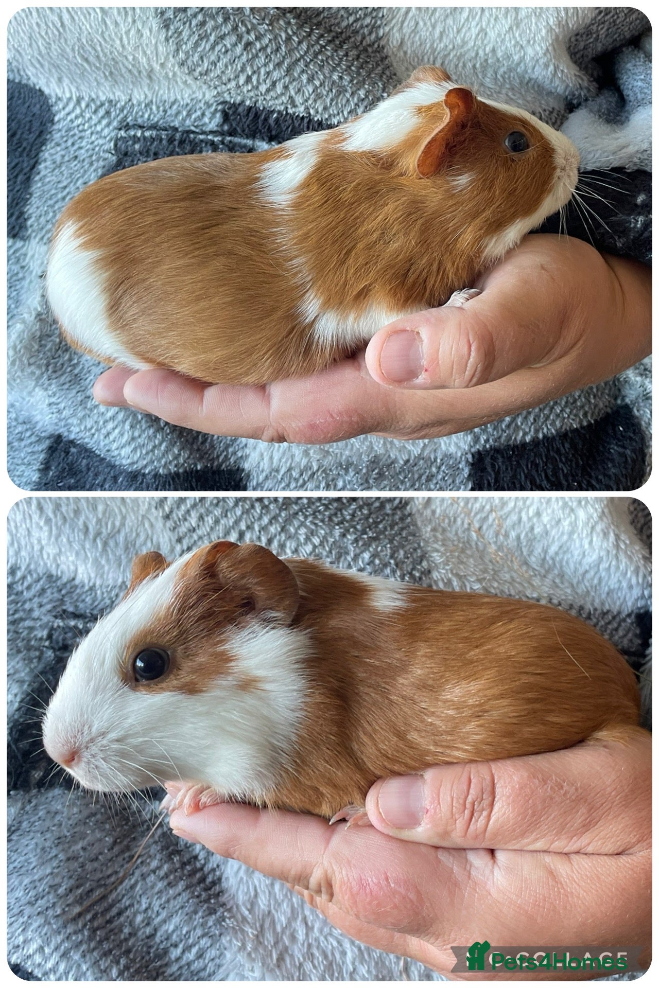 Guinea Pig rodents Baby boar guinea pigs  - Advert 21