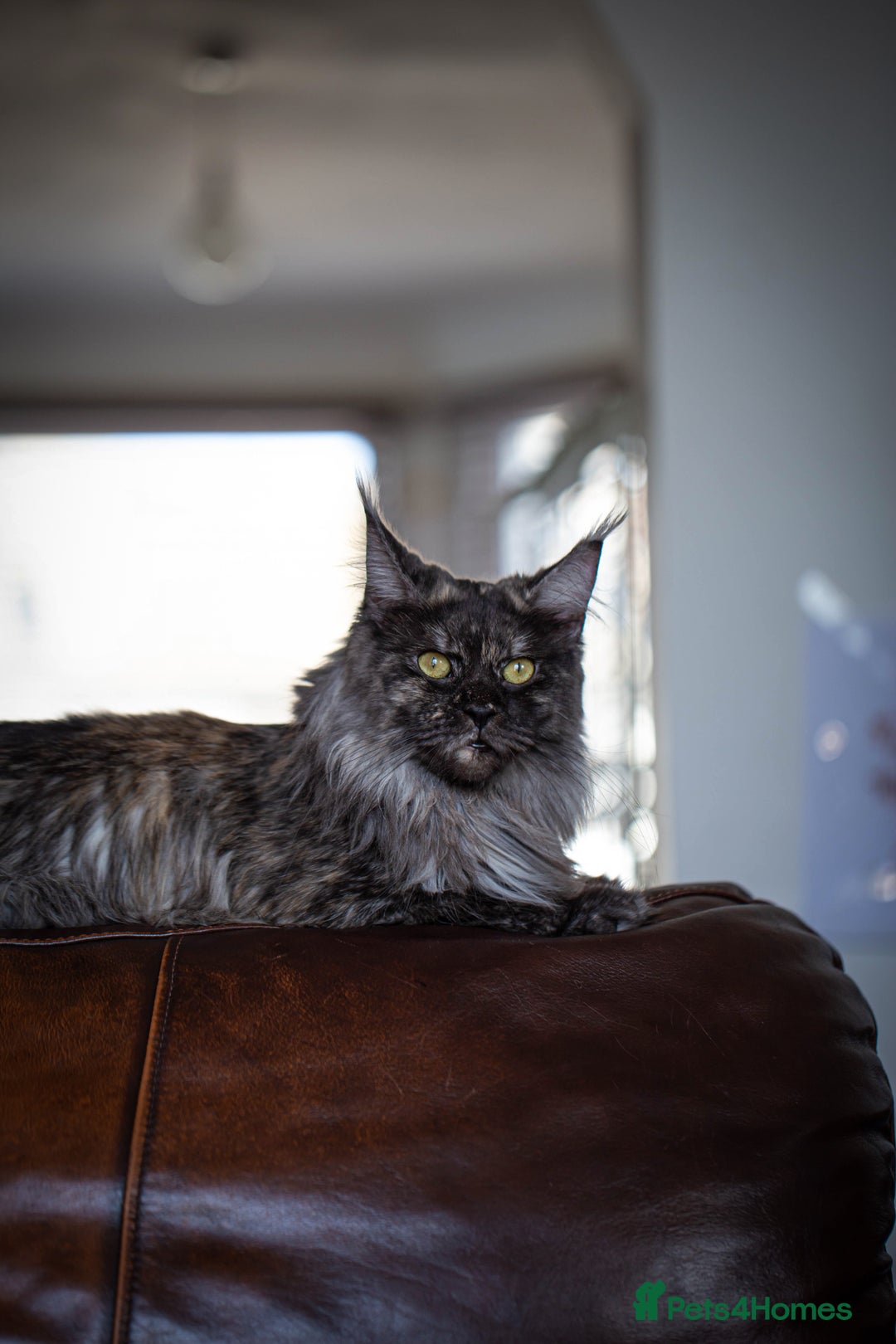 Maine Coon cats for sale: Maine Coon girl - Advert 8