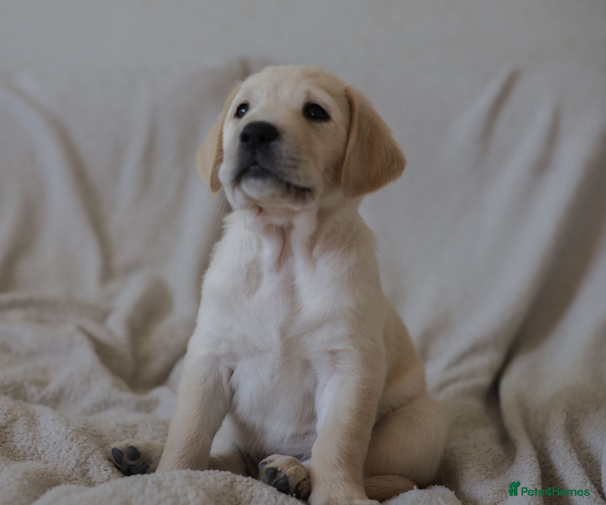 Goldador dogs Only 1 Golden Retriever / Golador Puppy left - Advert 3