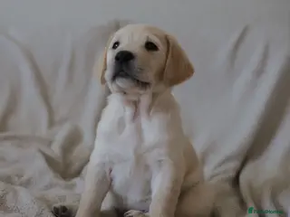 Goldador dogs Only 1 Golden Retriever / Golador Puppy left - Advert 3