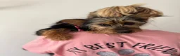 Mixed Breed dogs for adoption: Little Luna - Advert 9