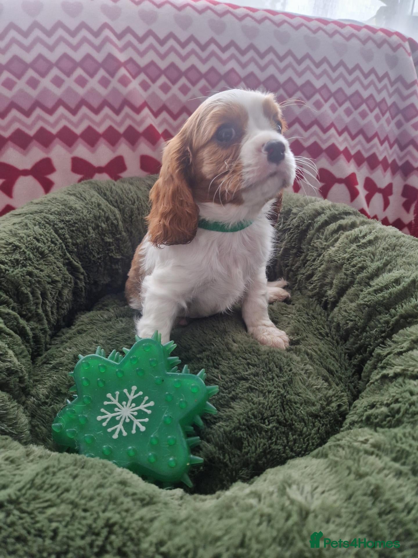 Cavalier King Charles Spaniel dogs Cavalier King Charles Spaniel! - Advert 6