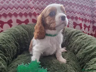 Cavalier King Charles Spaniel dogs Cavalier King Charles Spaniel! - Advert 6