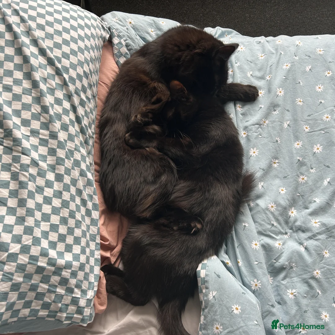 Mixed Breed cats for sale: Astrid, Blair and Cordelia - Advert 8