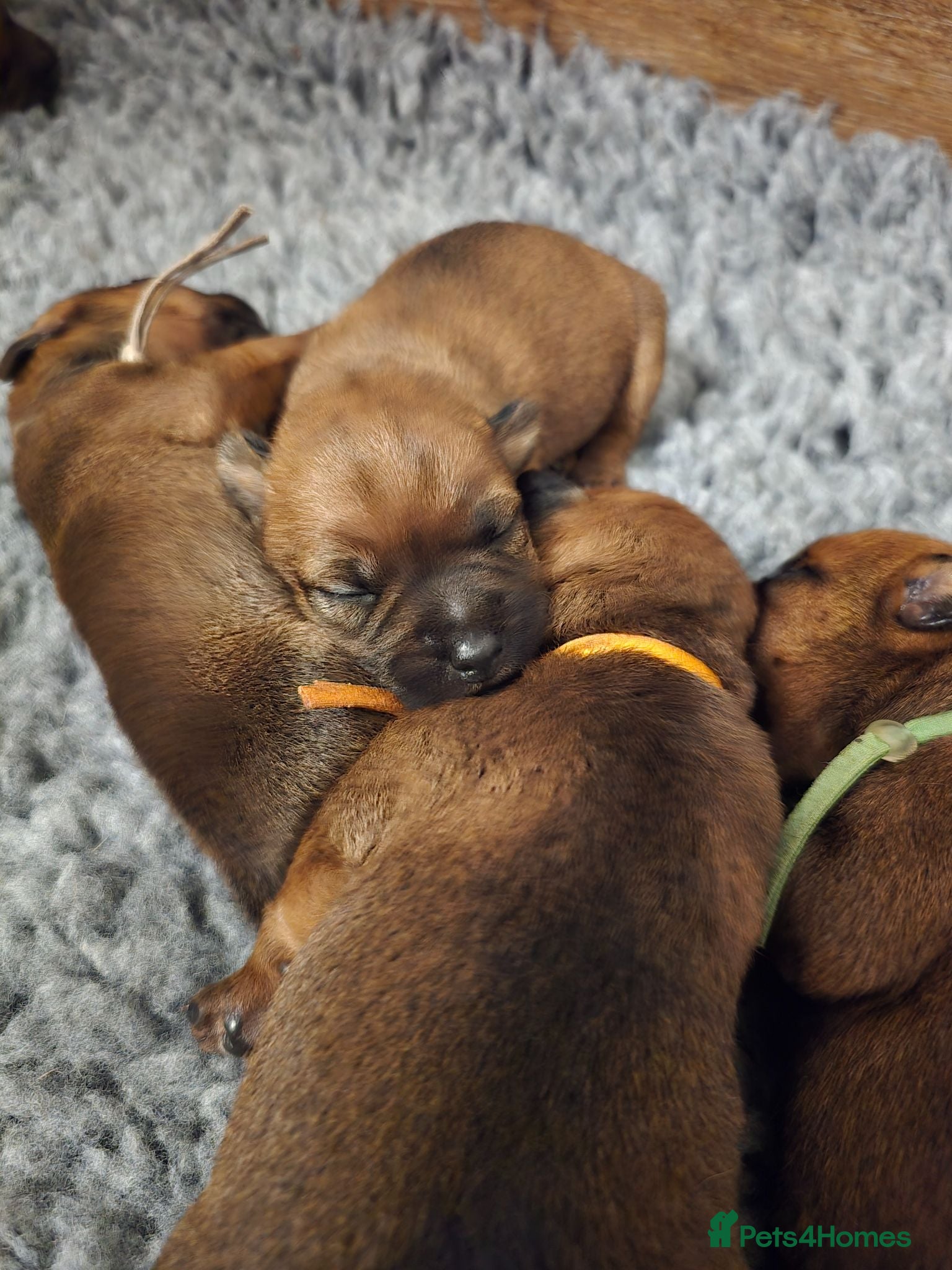 Patterdale Terrier dogs Beautiful brown/tan pure patterdale puppies - Advert 6