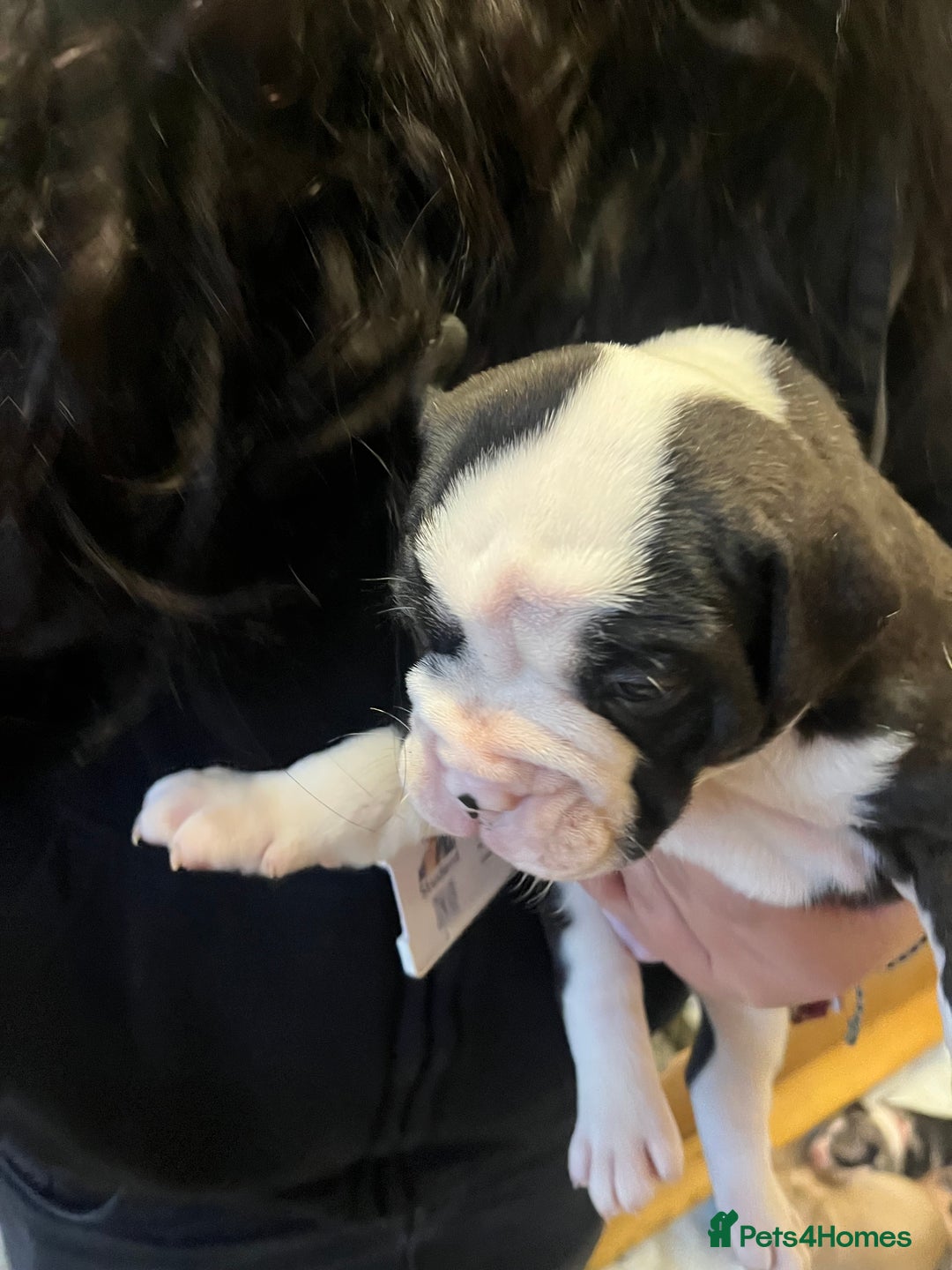 Mixed Breed dogs for sale: Old tyme bulldog x american bulldog puppies - Advert 15