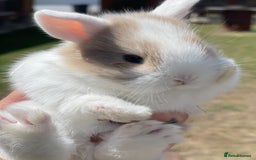 Lionhead rabbits for sale: Baby Lionhead bunnies ! Ready to be reserved ! - Image 13