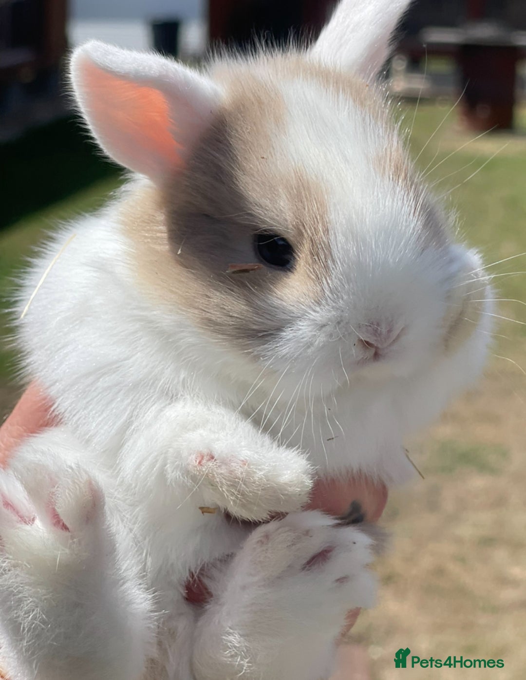 Lionhead rabbits for sale: Baby Lionhead bunnies ! Ready to be reserved ! - Image 13