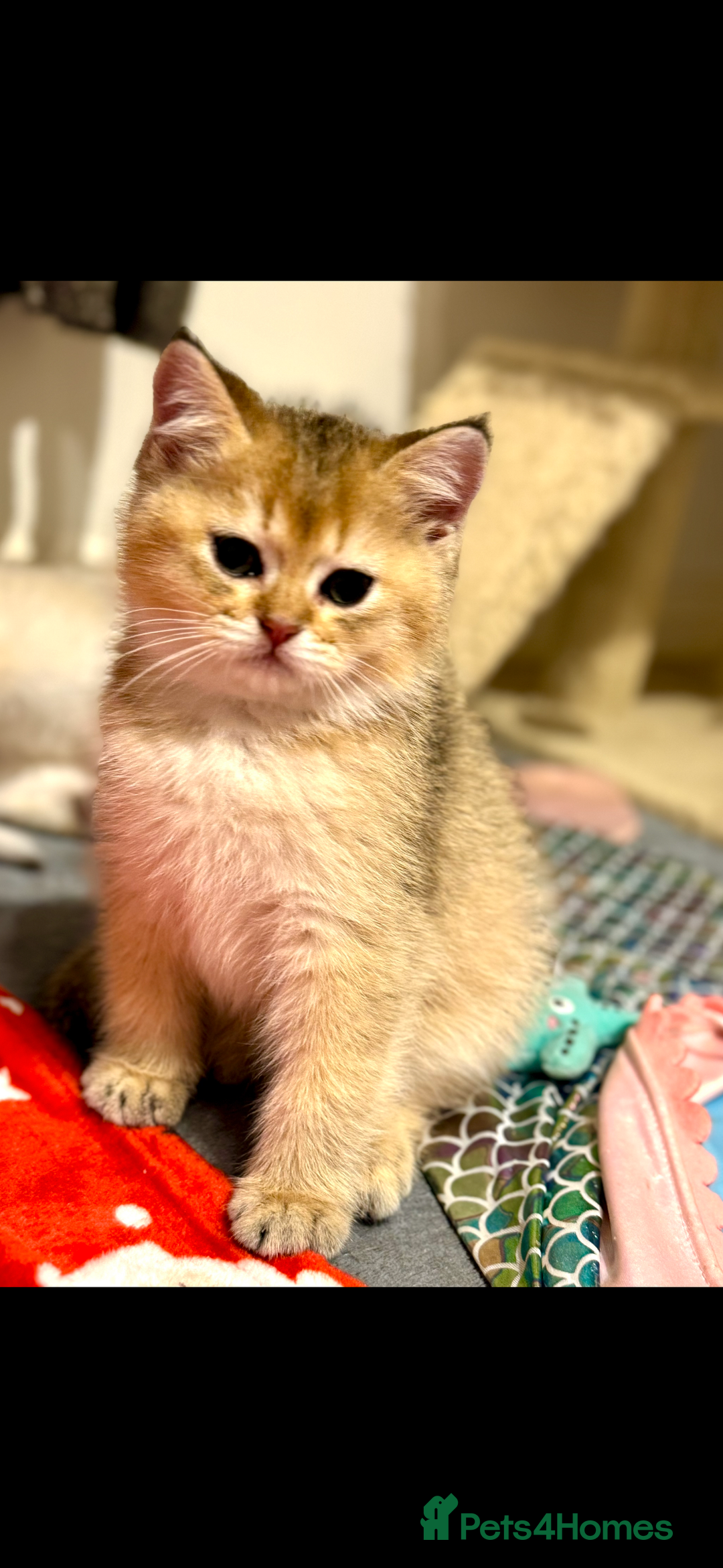 Scottish Fold cats for sale: Scottish pedigree plush kitten last - Advert 2