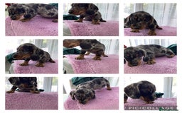 Dachshund dogs for sale: Dachshund puppies - Image 3