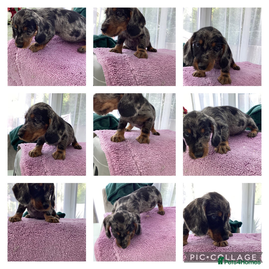 Dachshund dogs for sale: Dachshund puppies - Image 3
