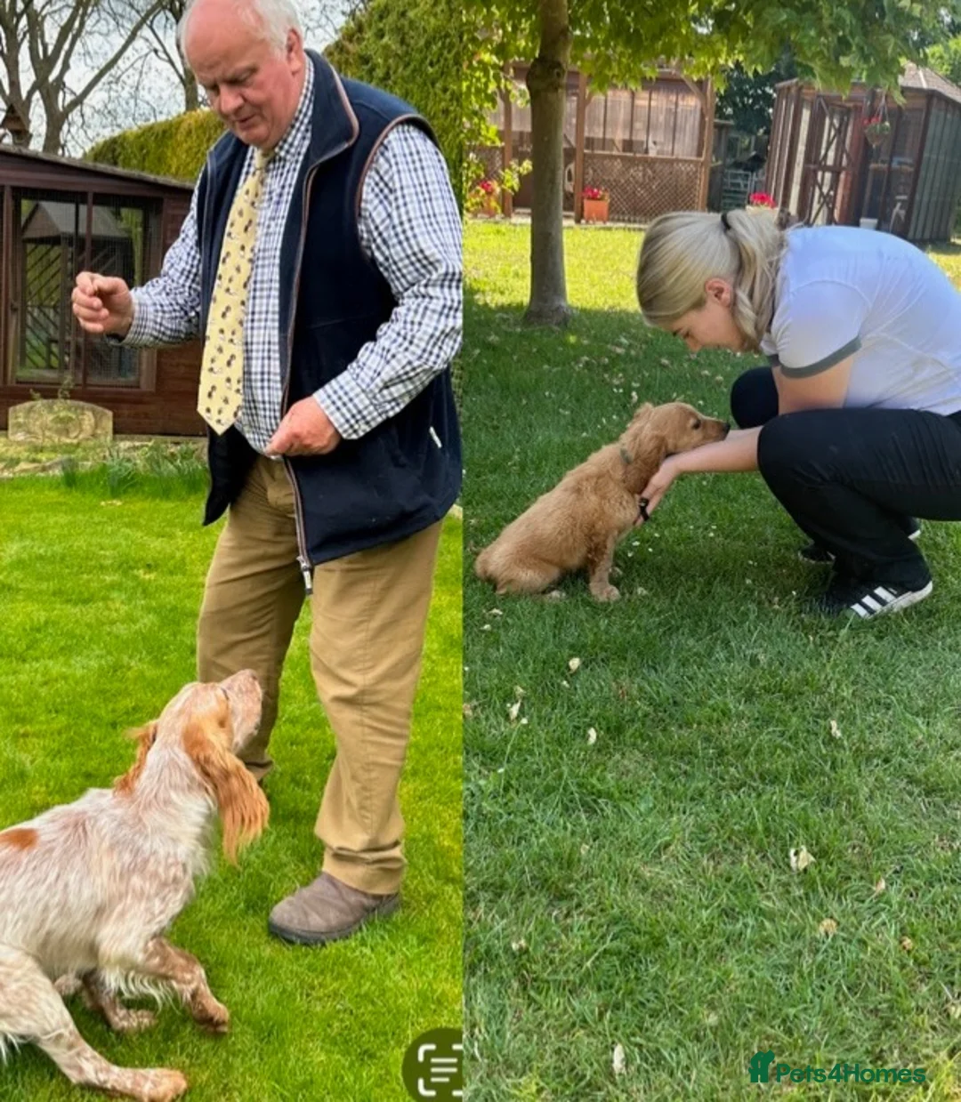 Cocker Spaniel dogs for sale: Working cocker spaniel puppies  - Advert 1