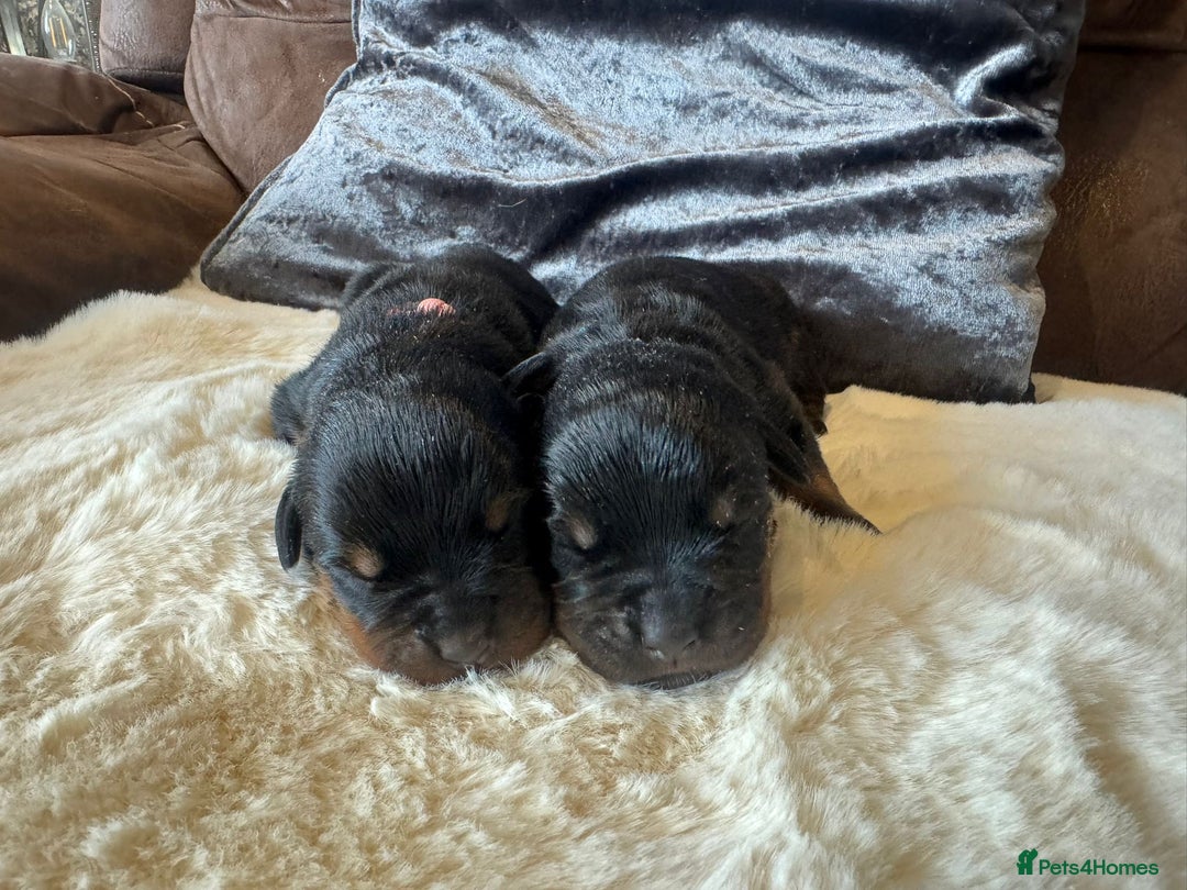 Rottweiler dogs for sale: 2 Stunning KC Pups Health Tested Parents  - Image 3