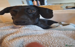 Mixed Breed dogs for sale: 8 Month Old Teddy Dachshund Cross Labrador  - Image 1