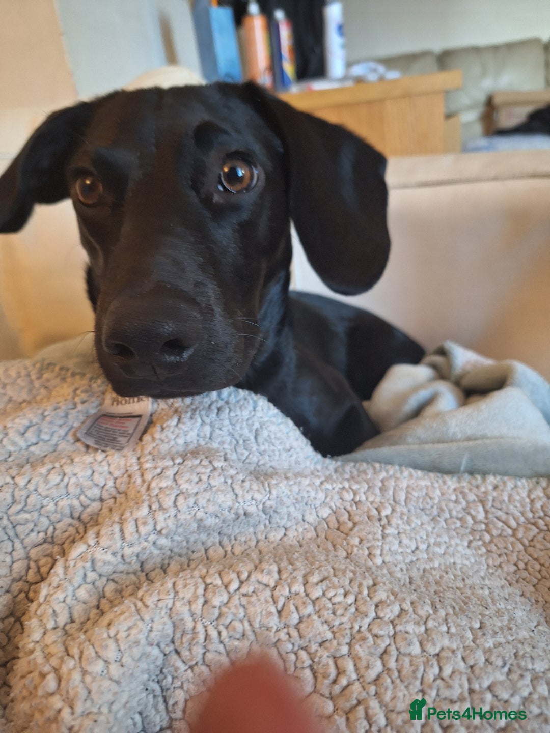 Mixed Breed dogs for sale: 8 Month Old Teddy Dachshund Cross Labrador  - Image 1
