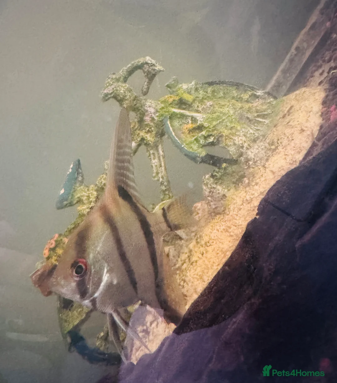 Angelfish fish for sale: angelfish in Mexborough - Advert 5