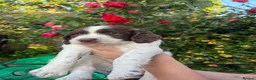 English Springer Spaniel dogs for sale: KC Reg Springer Spaniel Puppies - Horsham in Horsham - Advert 7