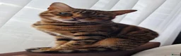 Bengal cats for sale: Bengal mixed kittens - Advert 8