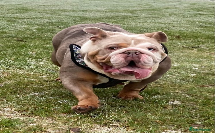 English Bulldog dogs - Advert 5