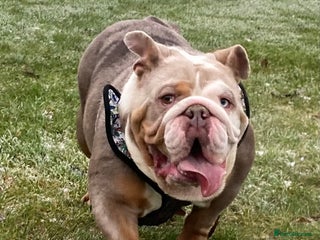 English Bulldog dogs - Advert 2