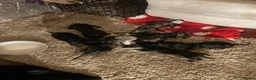 Dachshund dogs for sale: Smoothed hair dashunds  - Advert 3