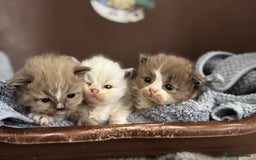 Ragdoll cats for sale: 3 beautiful ragdolls - Image 3