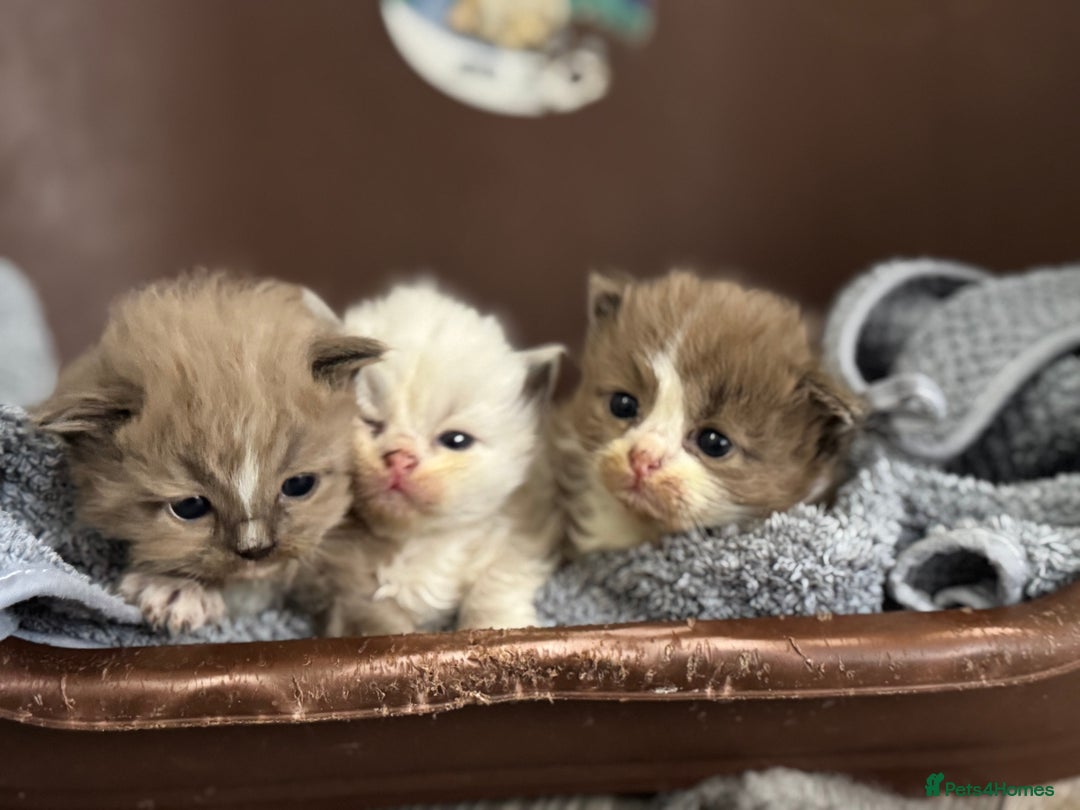 Ragdoll cats for sale: 3 beautiful ragdolls - Image 3