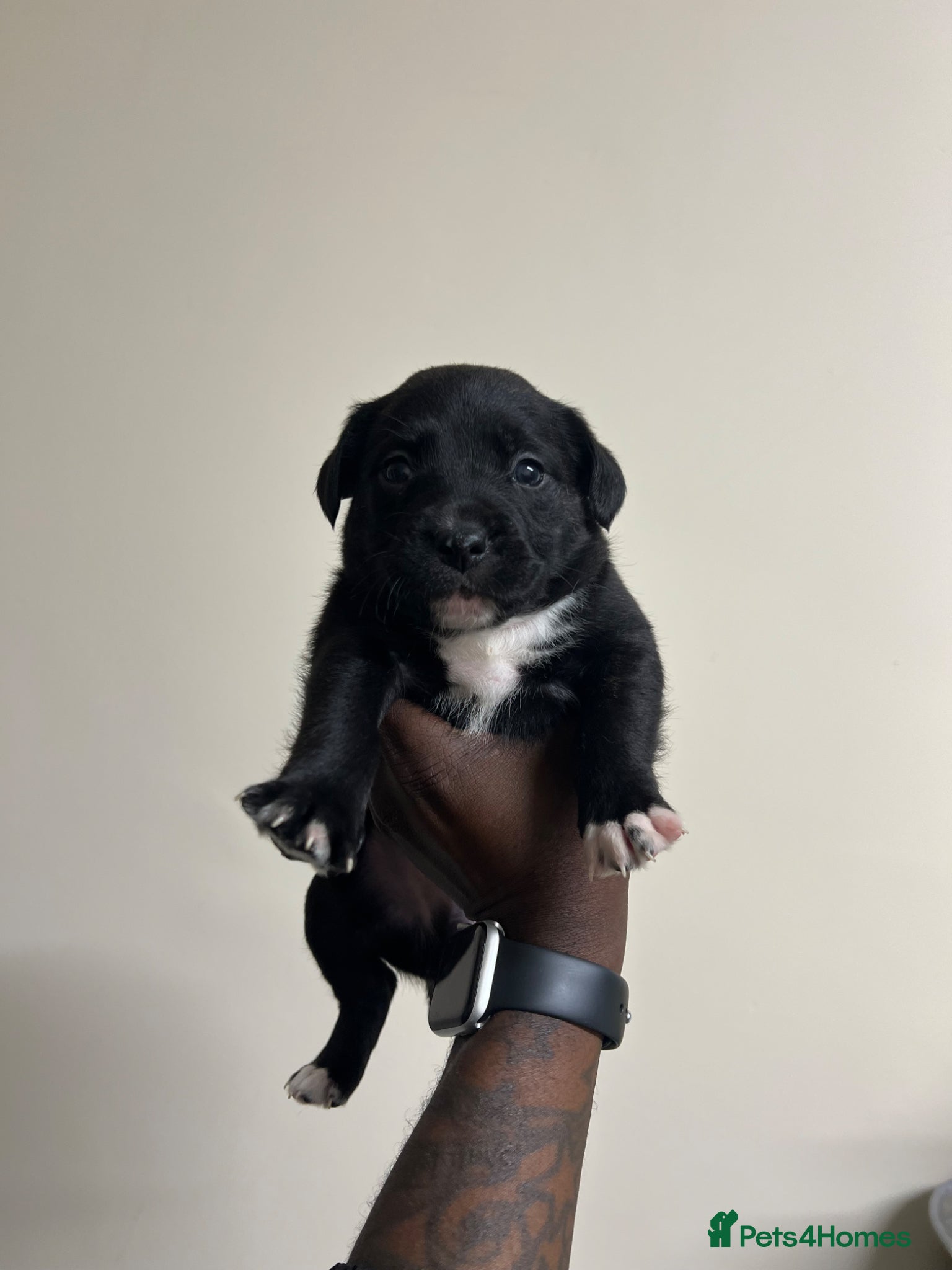 Staffordshire Bull Terrier dogs for sale: Beautiful Staffordshire Bull Terrier Mix Puppies in Manchester - Advert 25