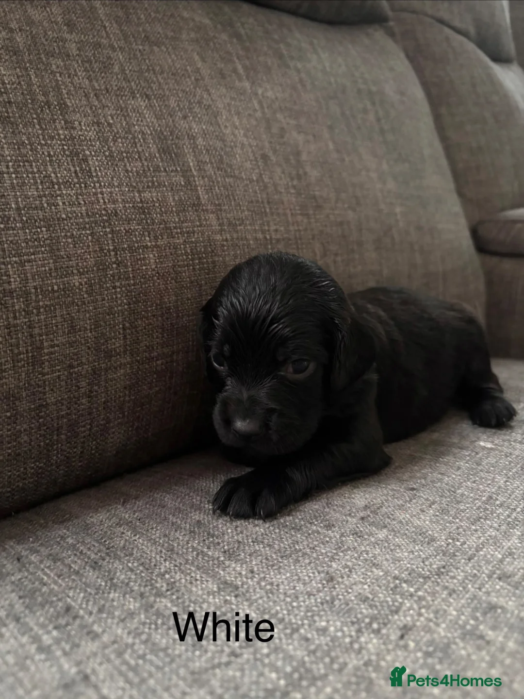 Cockapoo dogs for sale: Litter of 8 cockapoos - Advert 11