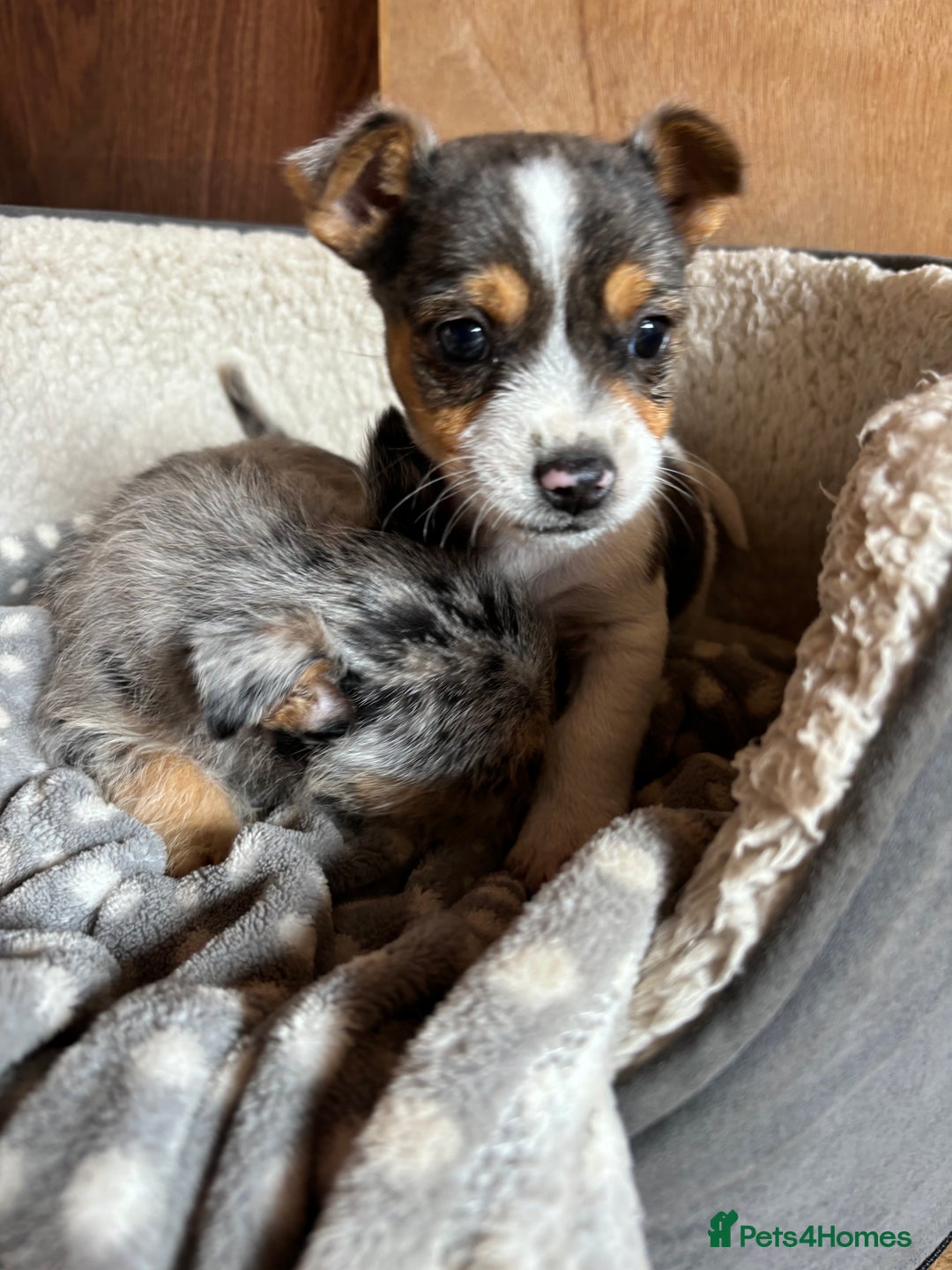 Jack Russell dogs for sale: Jack Russell puppies  - Image 2