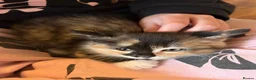 Mixed Breed cats for sale: Half Siberians  - Advert 10