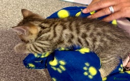 British Shorthair cats for sale: Luna’s Litter 🩶 - Image 13