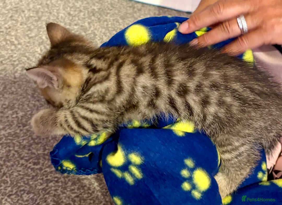 British Shorthair cats for sale: Luna’s Litter 🩶 - Image 13