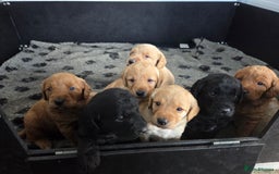 Labradoodle dogs for sale: 7 Miniture labradoodles  - Image 1