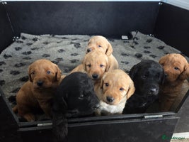 Labradoodle dogs - Advert 1